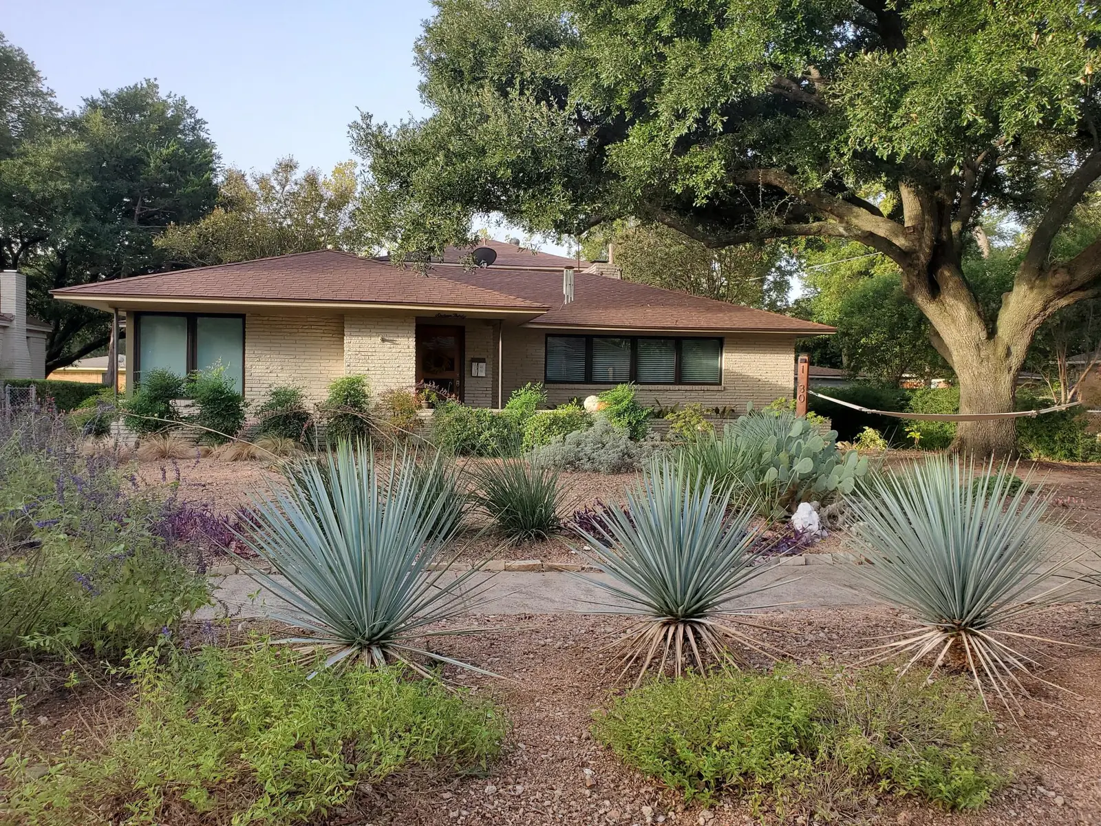 Front of The McCosh House in Dallas: a single-story brick home under big oak trees, with a desert-plant front garden